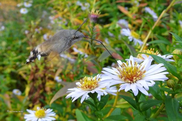 Taubenschwänzchen (Macroglossum stellatarum﻿) auf Bergastern (Aster amellus﻿)