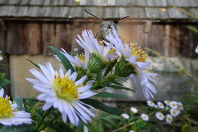 Taubenschwänzchen (Macroglossum stellatarum﻿) auf Bergastern (Aster amellus﻿)