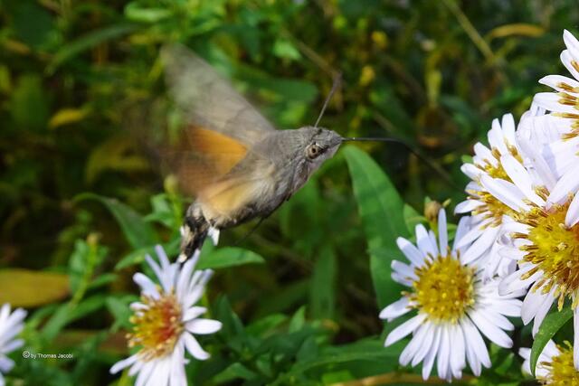 Taubenschwänzchen (Macroglossum stellatarum﻿) auf Bergastern (Aster amellus﻿)