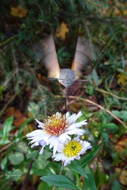 Taubenschwänzchen (Macroglossum stellatarum﻿) auf Bergastern (Aster amellus﻿)