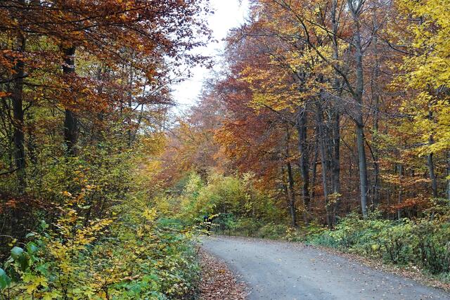 Lange Allee
