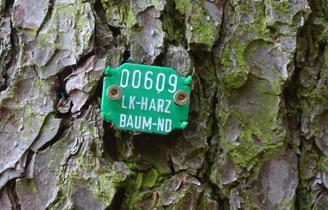 Kennzeichnung der Fichten am Kutscherstieg