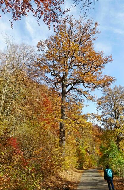 auf dem Weg zur Selkemühle