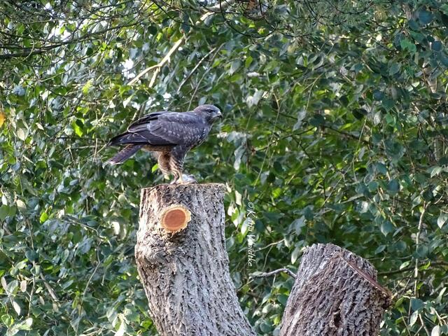 Mäusebussard (Buteo buteo) mit Beute im Berggarten Herrenhausen (Foto: Katja Woidtke) | Foto: Katja Woidtke