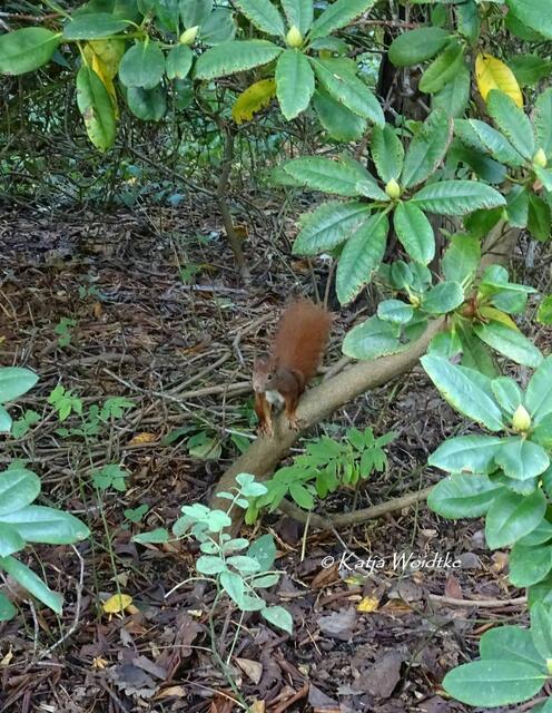 Ein Eichhörnchen flitzte vor unseren Füßen Richtung Mäusebussard - ob das gut geht? (Foto: Katja Woidtke) | Foto: Katja Woidtke