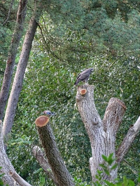 Ein Eichelhäher (Garrulus glandarius) nimmt auf einem weiteren Ast neben dem Mäusebussard (Buteo buteo) Platz (Foto: Katja Woidtke) | Foto: Katja Woidtke