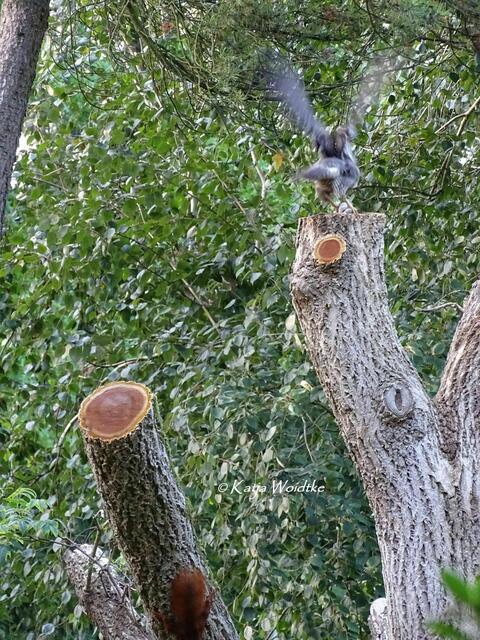 Jetzt wurde es Eichelhäher und Bussard zu bunt und sie suchten das Weite - zum Glück ohne das Eichhörnchen in den Krallen (Foto: Katja Woidtke) | Foto: Katja Woidtke