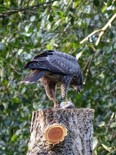 Mäusebussard (Buteo buteo) mit Beute im Berggarten Herrenhausen (Foto: Katja Woidtke) | Foto: Katja Woidtke