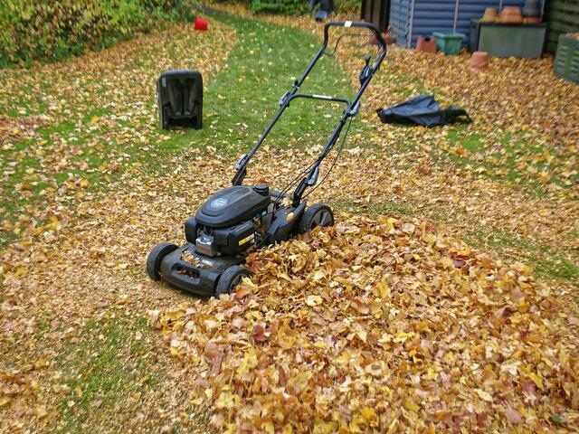 Linksherum kreisend wird das Laub mit dem Rasenmäher (ohne montiertem Fangkorb) verkleinert.