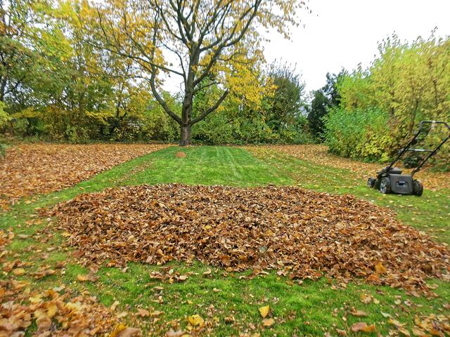 Der Laubhaufen wurde verbreitert und flach ausgedehnt!