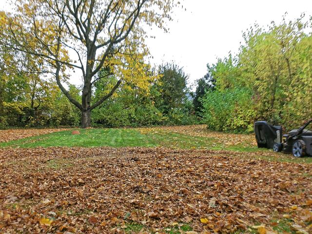 Das geschnittene Laub liegt nun noch flacher und bildet einen großen Kreis.
