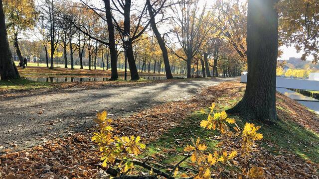 Im herbstlichen Park leuchten Linden und Eichen neben den Kanälen in stimmungsvollem Gegenlicht. Foto: Helmut Kuzina