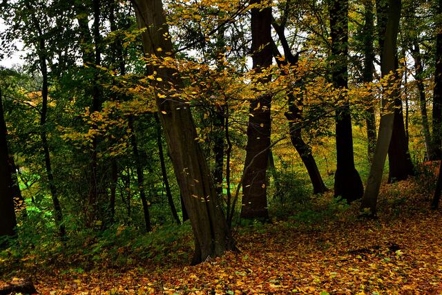 Herbst im Hinüberschen Garten
