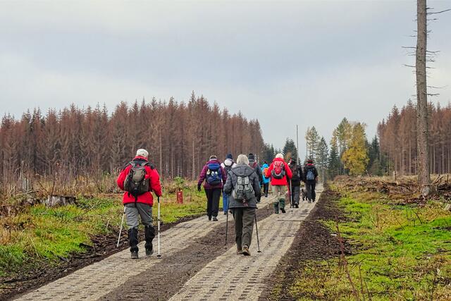 auf dem Kolonnenweg, die meisten Fichtenbestände sind bereits im Oberharz abgestorben