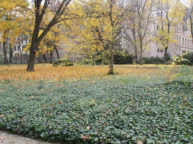 Blick über den jüdischen Friedhof, einzelne Grabstätten sind kaum noch zu erkennen, die gesamte Fläche ist mit Efeu überwachsen.