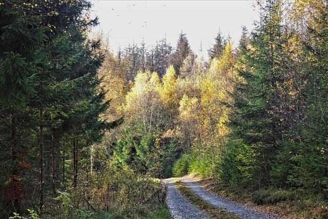 Kolonnenweg im Herbst