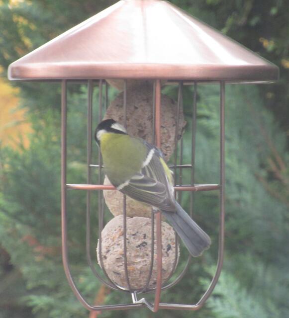 Diese Kohlmeise durfte ich ebenfalls am 12.11.2021 (dieses Mal am Nachmittag) ...