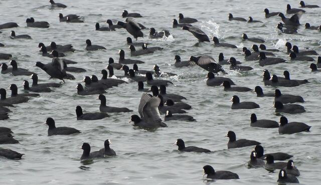 Eine große Blässhuhnansammlung