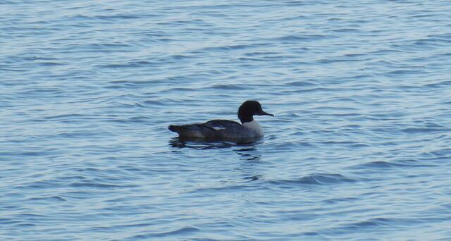 Schon wieder eine interessante Ente