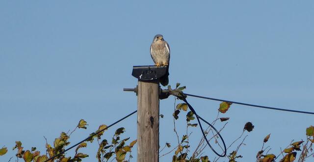 Er hat alles im Blick.