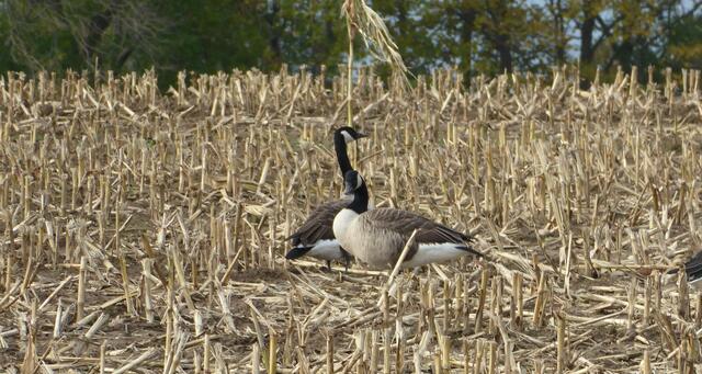Das war mein Bericht über meinen unvergesslichen Urlaub an Schlei und Ostsee.