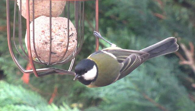... am Meisenknödel-Spender ...