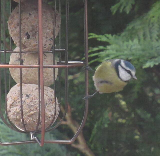 ... eine Weile beobachten ...