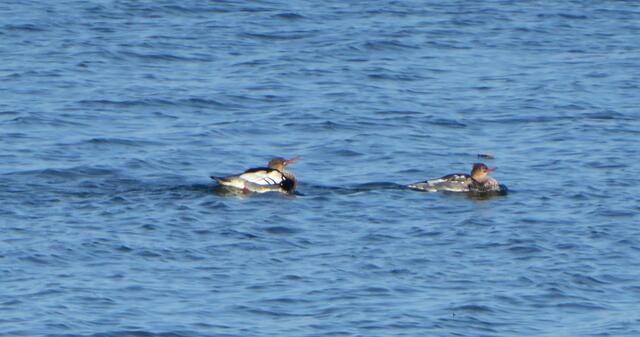 Vielleicht ein Mittelsäger