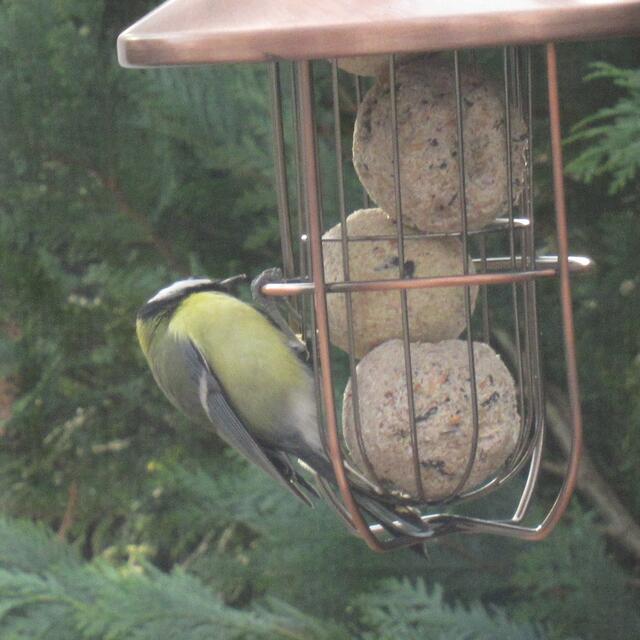 ... eine Weile beobachten und fotografieren.
