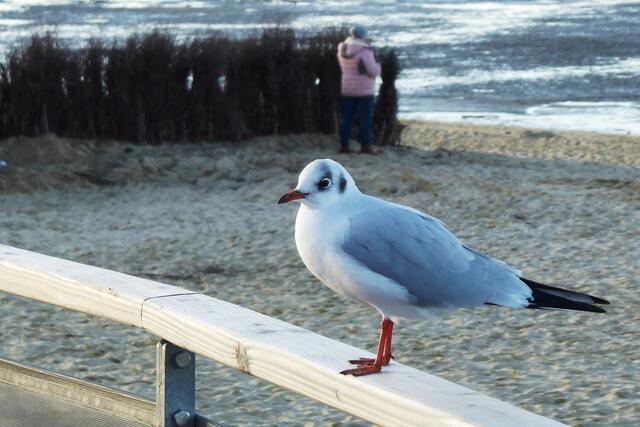 Lachmöwe im Winterkleid.