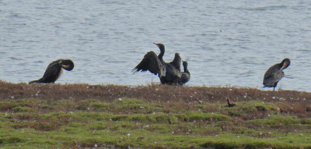 Auch Kormorane sind hier heimisch.