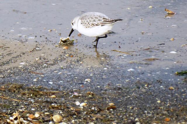Sanderling.