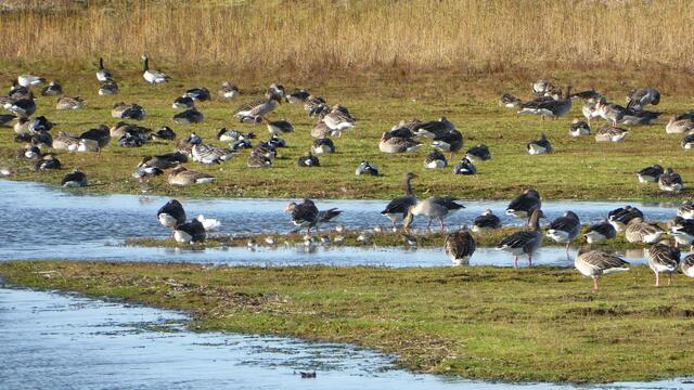 Versammlung der Gänse