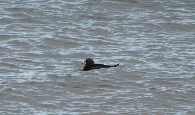 So eine Ente ist mir zum ersten Mal begegnet.