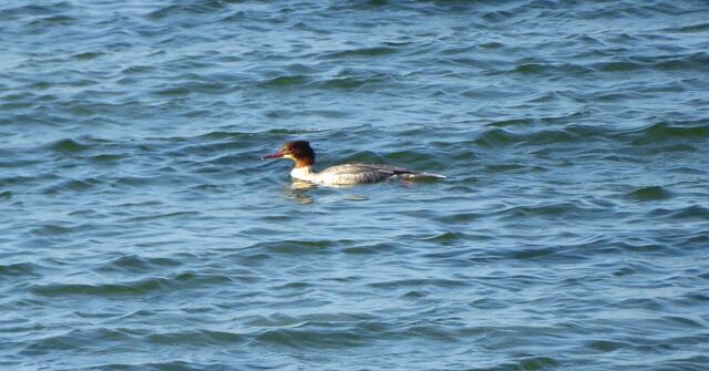 Das könnte ein Gänsesäger sein.