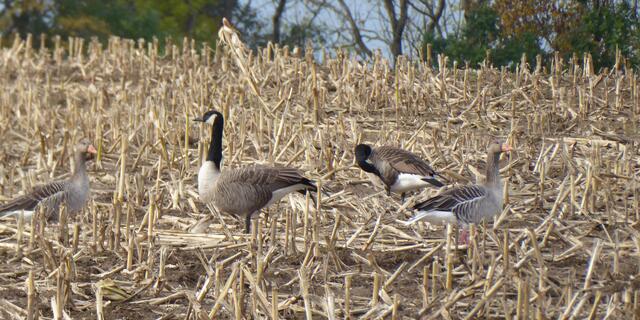 Alle vertragen sich gut.
