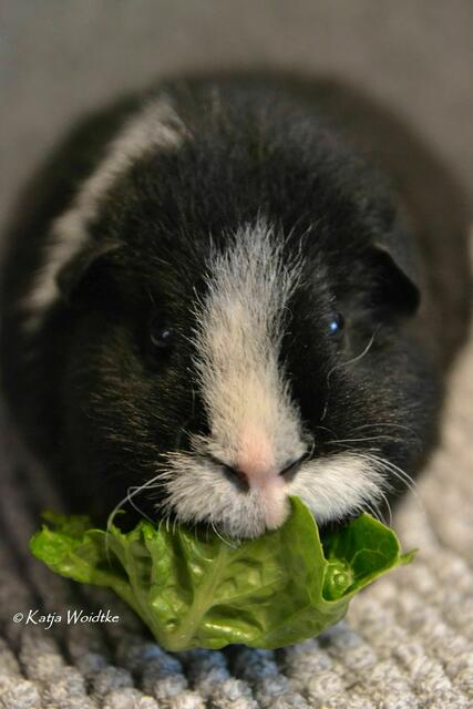 Pepe hat Geburtstag und feiert mit Salat (Foto: Katja Woidtke) | Foto: Katja Woidtke