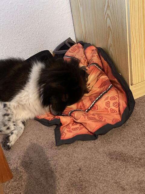 Momo wieder zu Hause! Sie hat viel Schlaf nachzuholen! | Foto: Beate