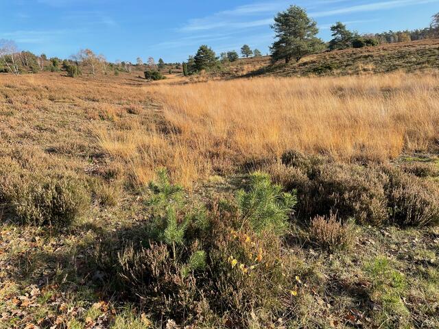 Auch im Herbst ist die Heide wunderschön!