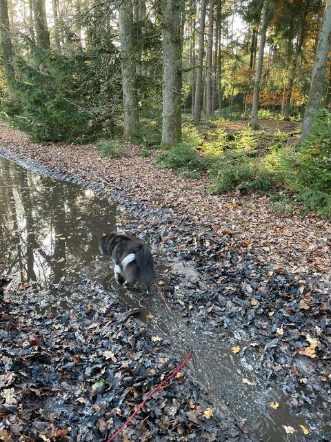 Momo kurz vorm Einstieg ins Auto - René freute sich schon!