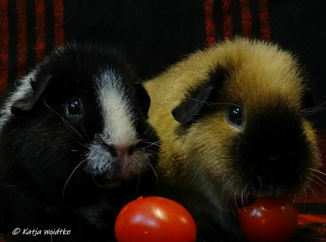 Pepe und Pelle mit ihren geliebten Tomaten (Foto: Katja Woidtke) | Foto: Katja Woidtke