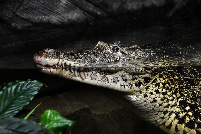 Hab ich nicht tolle Zähne? Auch Krokodile leben am Bergarten,