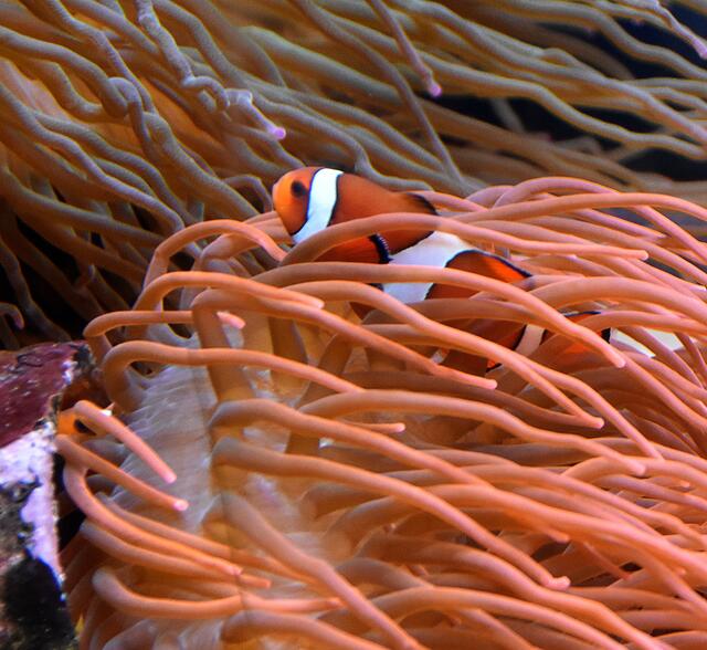 Finde Nemo! Der Clownfisch hat sich gut versteckt.