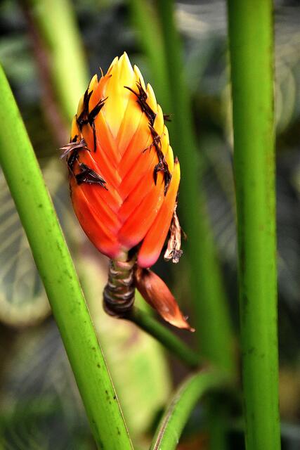 Nicht nur die Tiere unter Wasser,  auch die Pflanzen in der Kuppel bieten schöne Motive.