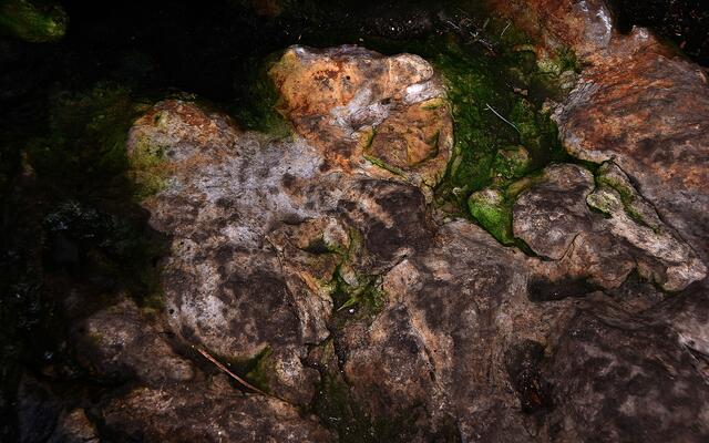 Vorsicht Dinos! Versteinerte Fußabdruck einer "Schreckensechse".