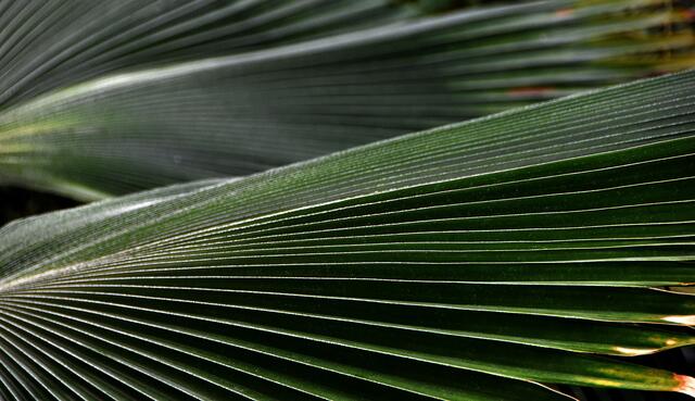Die tropische Blätterwelt im Sealife bietet Fotografen eine Vielzahl von Strukturen.
