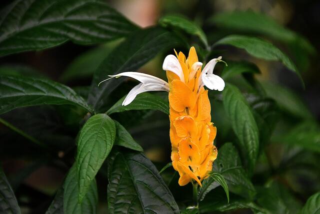 Nicht nur die Tiere unter Wasser,  auch die Pflanzen in der Kuppel bieten schöne Motive.