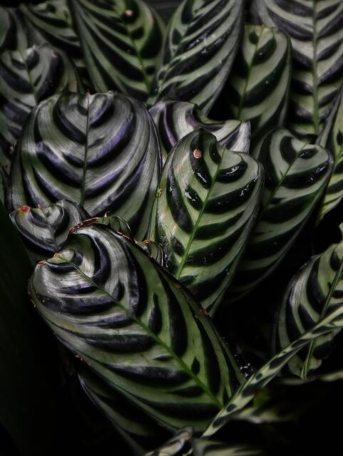 Die tropische Blätterwelt im Sealife bietet Fotografen eine Vielzahl von Strukturen.