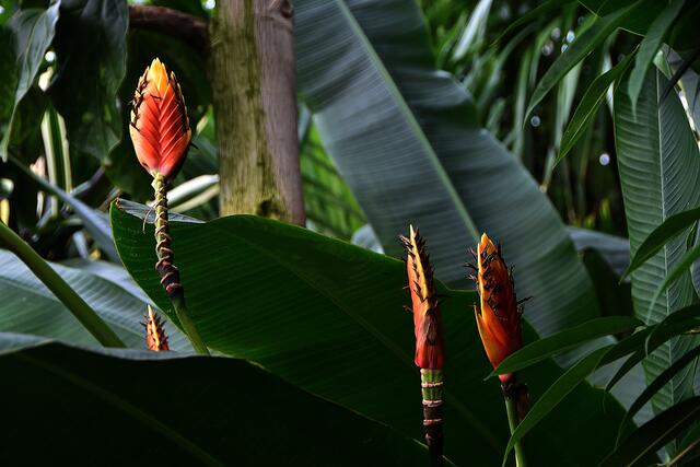 Nicht nur die Tiere unter Wasser,  auch die Pflanzen in der Kuppel bieten schöne Motive.