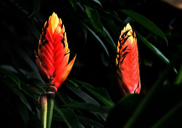 Nicht nur die Tiere unter Wasser,  auch die Pflanzen in der Kuppel bieten schöne Motive.